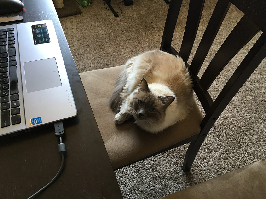 A gray and white ragdoll cat sitting on a chair in front of a laptop